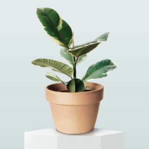 Rubber Plant
