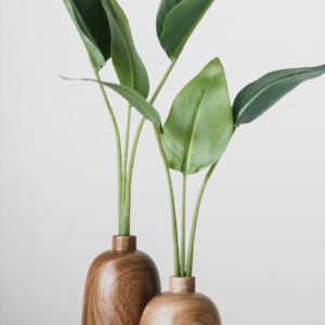 Fiddle Leaf Fig Plant